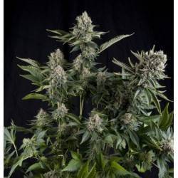 AUTO WHITE WIDOW CBD · Pyramid Seeds · semillas de marihuana · AutoFem