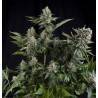 AUTO WHITE WIDOW CBD · Pyramid Seeds · semillas de marihuana · AutoFem