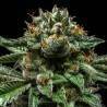 CHEMPIE · Ripper Seeds · semillas de marihuana · Fem