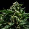 DO-G · Ripper Seeds · semillas de marihuana · Fem