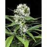 LEMON ICE 2.0 · Ripper Seeds · semillas de marihuana · Fem
