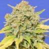 AUTO ZKITTLEZ · Dr Green Seeds · semillas de marihuana a granel · AutoFem