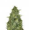 AUTO AK 47
