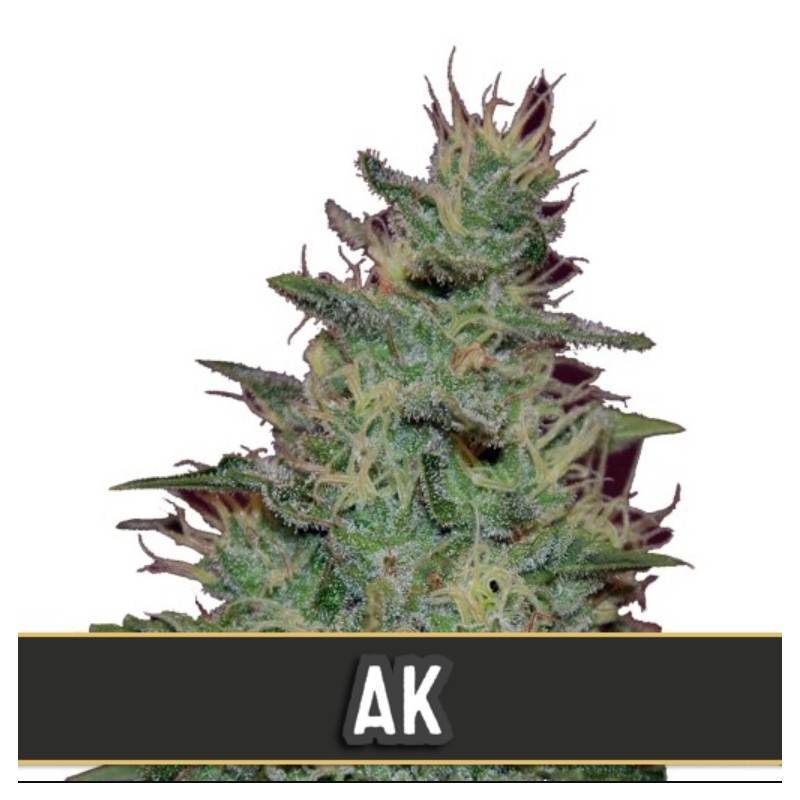 AK Auto · Blimburn Seeds · semillas de marihuana · AutoFem