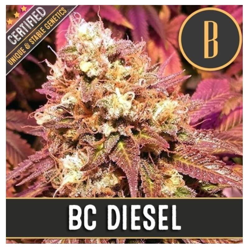 BC Diesel