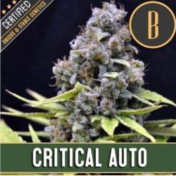 Critical Auto