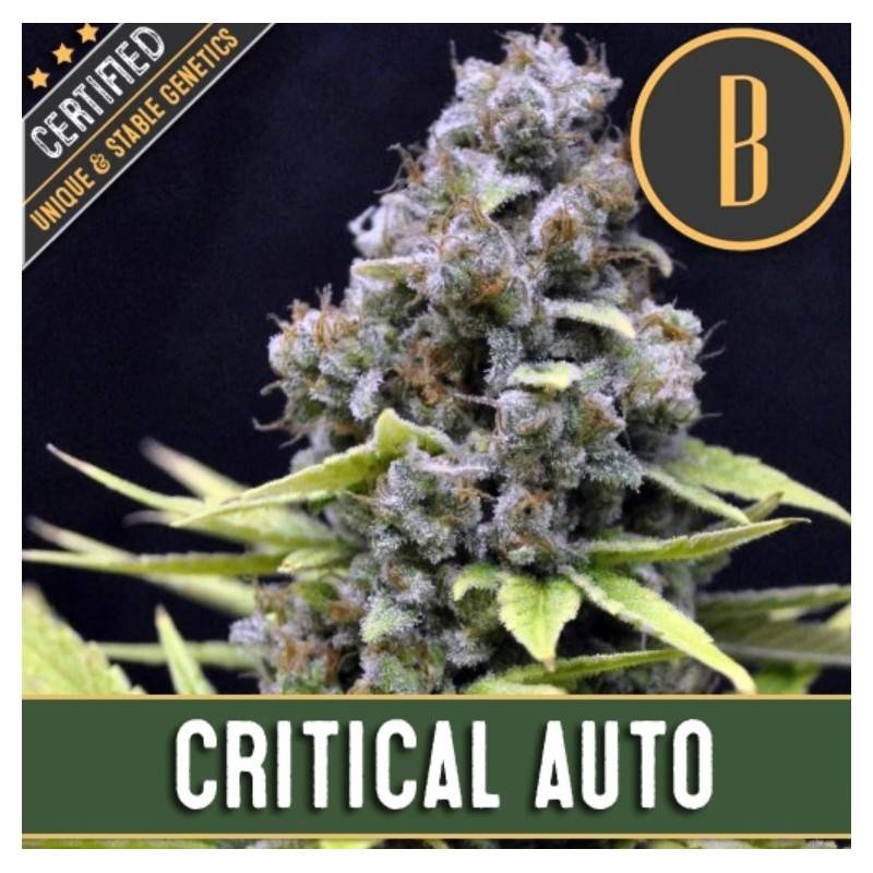 Critical Auto