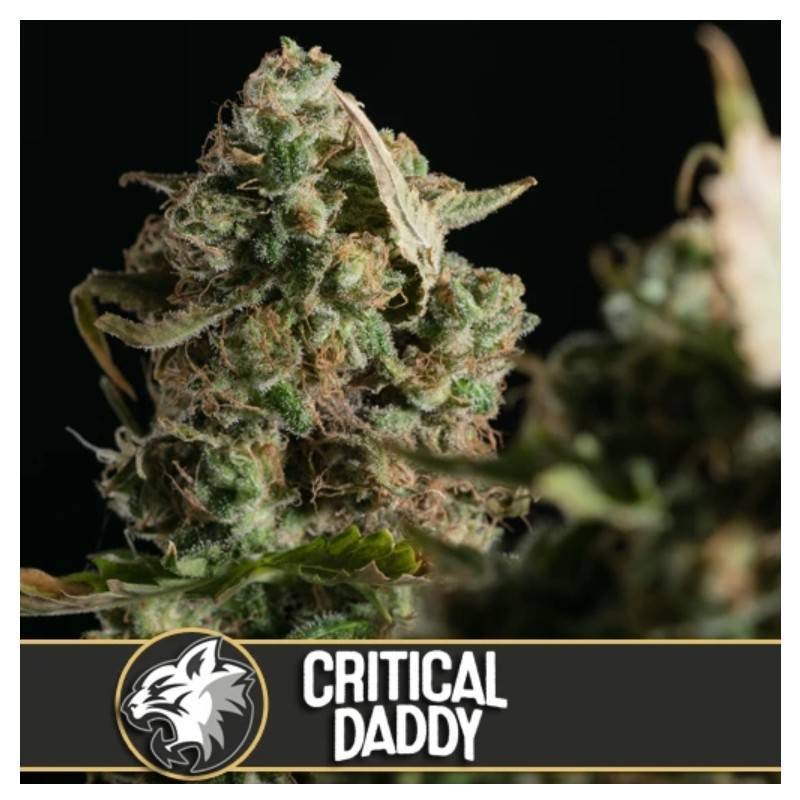 Critical Daddy Purple · Blimburn Seeds · semillas de marihuana · Fem
