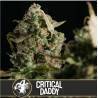 Critical Daddy Purple · Blimburn Seeds · semillas de marihuana · Fem