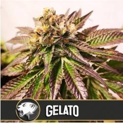 Gelato · Blimburn Seeds ·...
