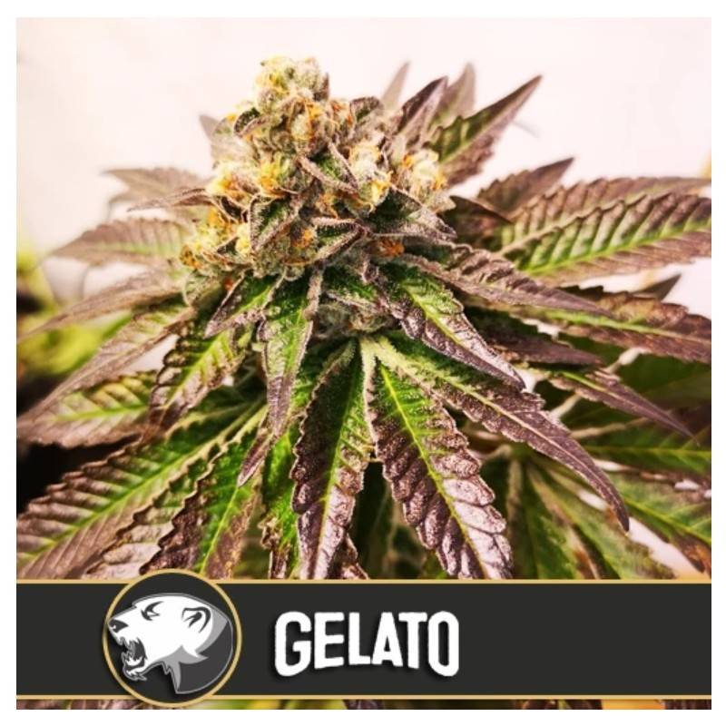 Gelato