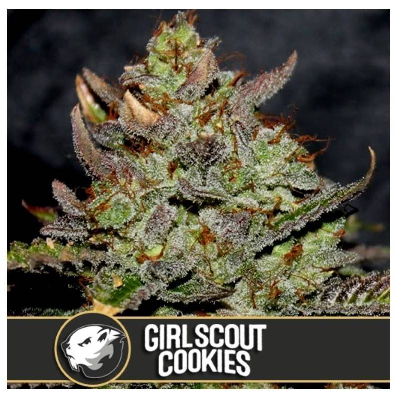 Girl Scout Cookies