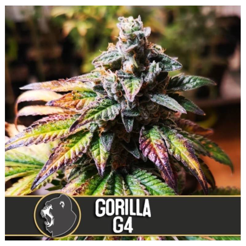 Gorilla Glue 4 · Blimburn Seeds · semillas de marihuana · Fem