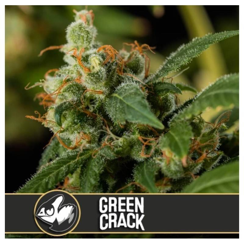 Green Crack · Blimburn Seeds · semillas de marihuana · Fem