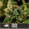 Green Crack · Blimburn Seeds · semillas de marihuana · Fem
