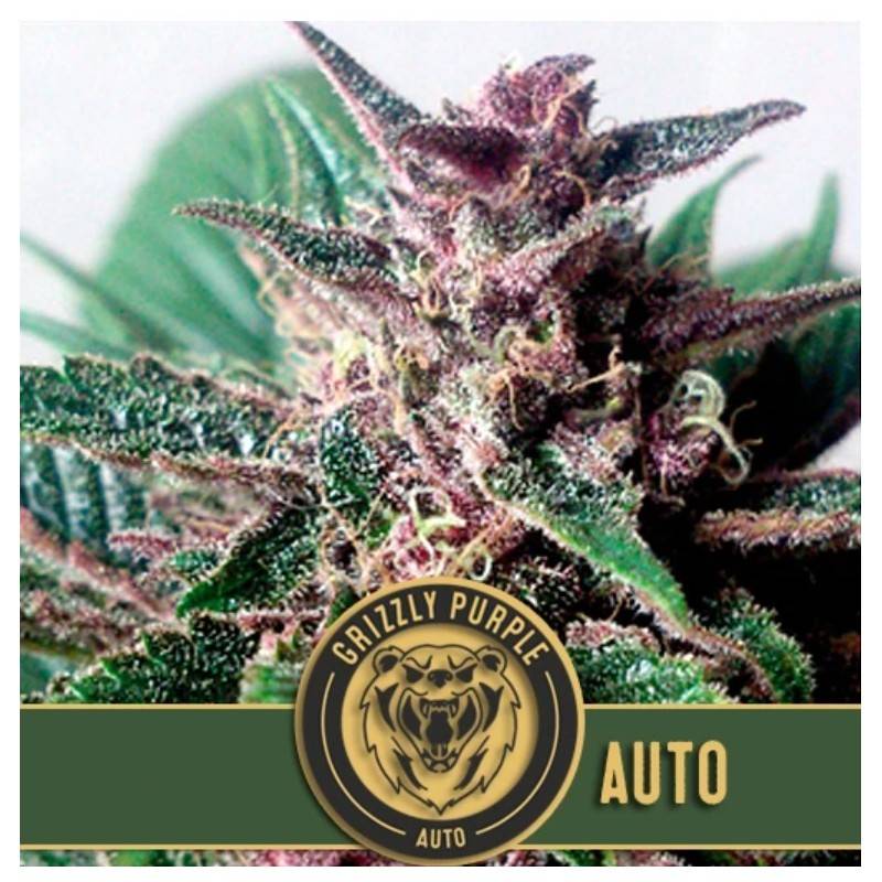 Grizzly Purple Auto · Blimburn Seeds · semillas de marihuana · AutoFem