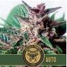 Grizzly Purple Auto · Blimburn Seeds · semillas de marihuana · AutoFem