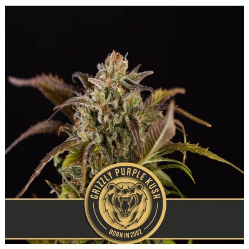 Grizzly Purple Kush · Blimburn Seeds · semillas de marihuana · Fem