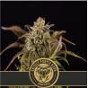 Grizzly Purple Kush · Blimburn Seeds · semi di canapa · Fem