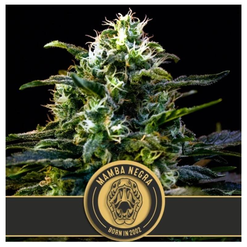 Mamba Negra · Blimburn Seeds · semillas de marihuana · Fem