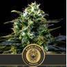 Mamba Negra · Blimburn Seeds · semillas de marihuana · Fem