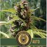 Mamba Negra Auto · Blimburn Seeds · semillas de marihuana · AutoFem