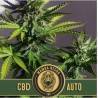 Mamba Negra Auto CBD · Blimburn Seeds · semillas de marihuana · AutoFem