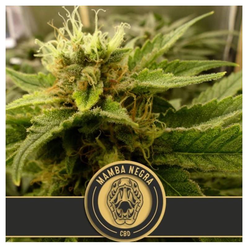 Mamba Negra CBD · Blimburn Seeds · semillas de marihuana · Fem