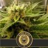 Mamba Negra CBD · Blimburn Seeds · semillas de marihuana · Fem