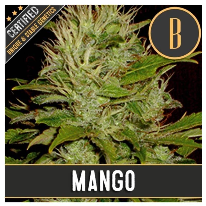 Mango · Blimburn Seeds · semillas de marihuana · Fem
