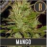 Mango · Blimburn Seeds · semillas de marihuana · Fem