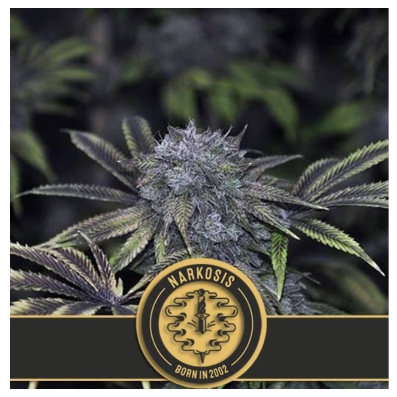 Narkosis · Blimburn Seeds · semillas de marihuana · Fem