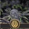 Narkosis · Blimburn Seeds · semillas de marihuana · Fem
