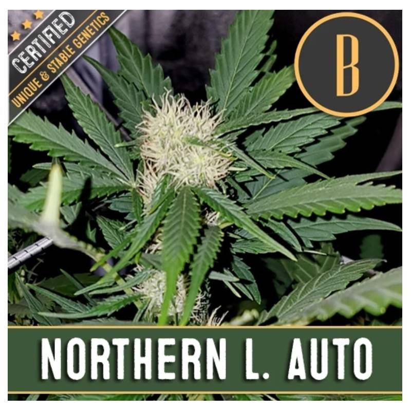 Northern Lights Auto · Blimburn Seeds · semillas de marihuana · AutoFem