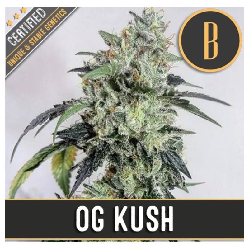 OG Kush · Blimburn Seeds · semillas de marihuana · Fem