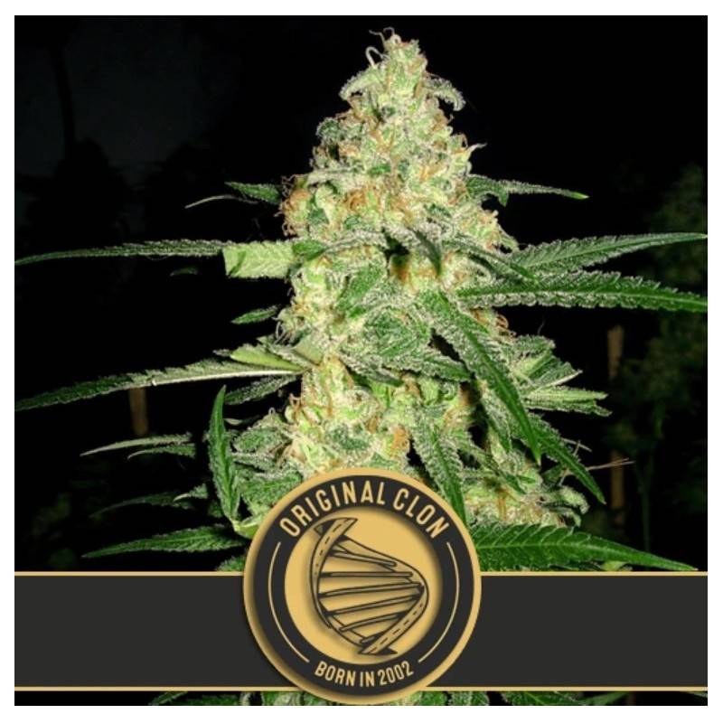 Original Clon · Blimburn Seeds · semillas de marihuana · Fem