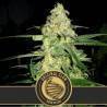 Original Clon · Blimburn Seeds · semillas de marihuana · Fem