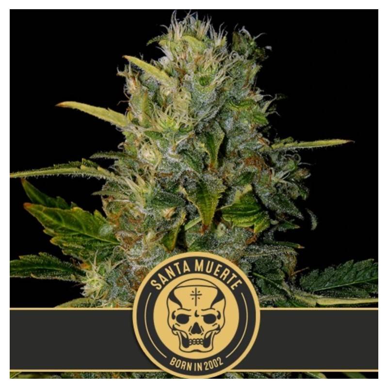 Santa Muerte · Blimburn Seeds · semillas de marihuana · Fem