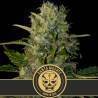 Santa Muerte · Blimburn Seeds · semillas de marihuana · Fem