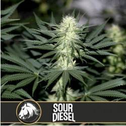 Sour Diesel
