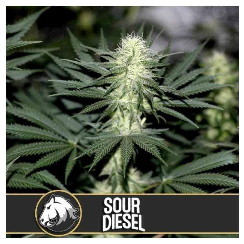 Sour Diesel