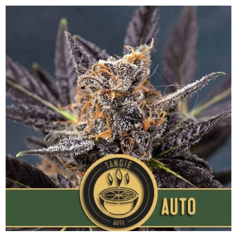 Tangie Auto · Blimburn Seeds · semillas de marihuana · AutoFem