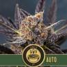 Tangie Auto · Blimburn Seeds · semillas de marihuana · AutoFem