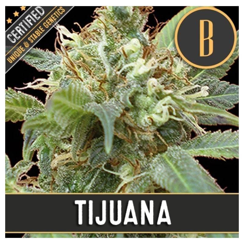 Tijuana