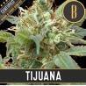 Tijuana