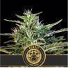 Wombat · Blimburn Seeds · semillas de marihuana · Fem