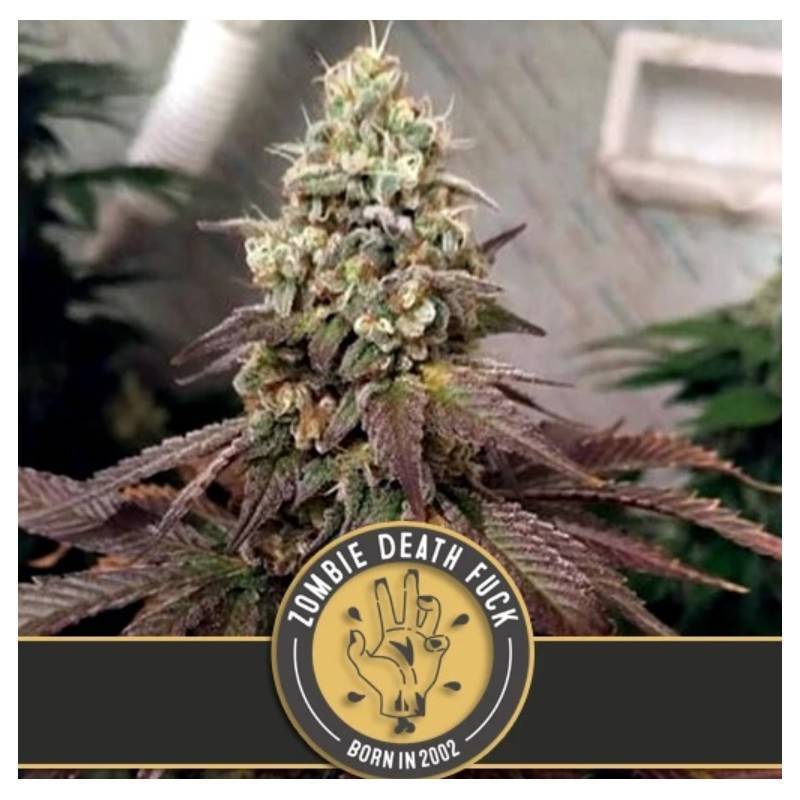 Zombie Death Fuck · Blimburn Seeds · semillas de marihuana · Fem