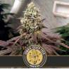 Zombie Death Fuck · Blimburn Seeds · semillas de marihuana · Fem