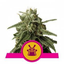 SHOGUN · Royal Queen Seeds · cannabis seeds · Fem
