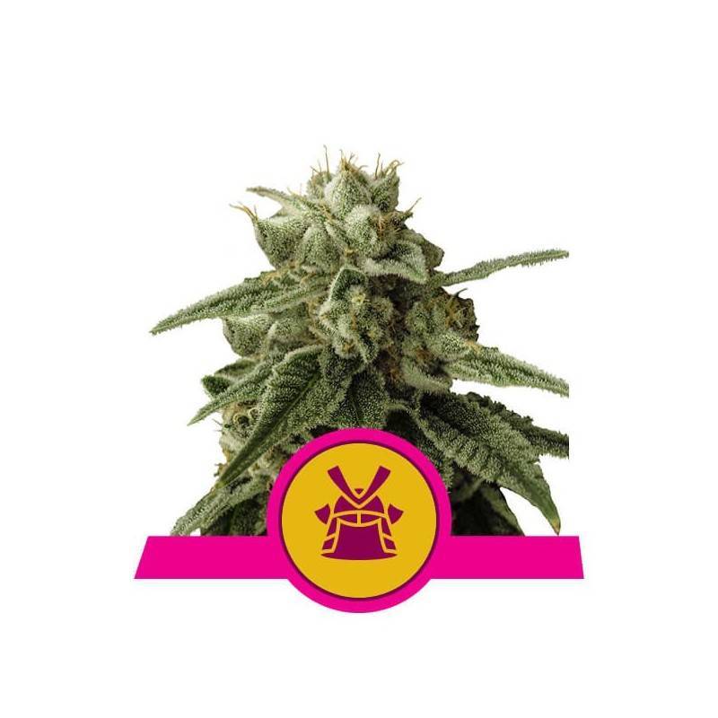 SHOGUN · Royal Queen Seeds · cannabis seeds · Fem